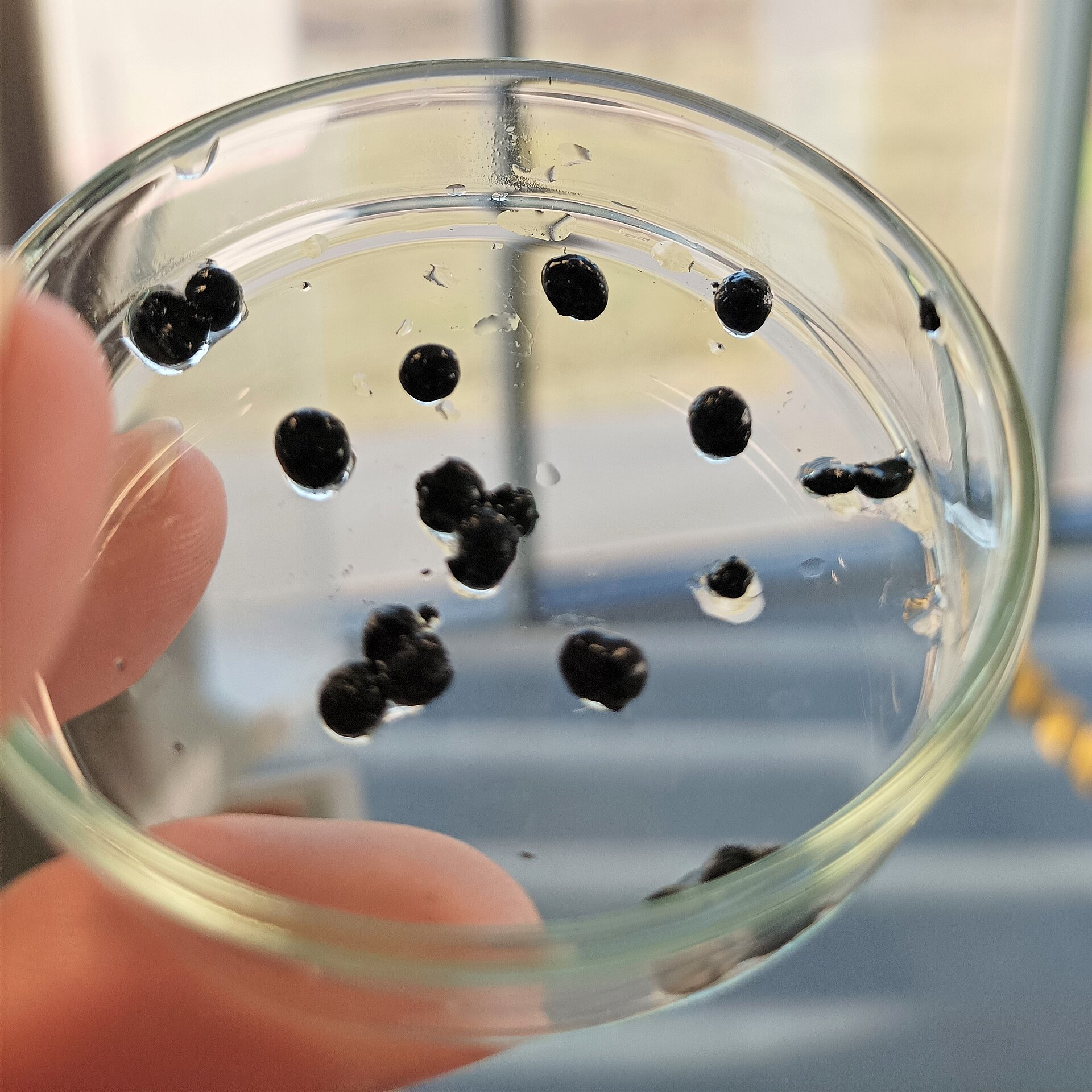 Der anaerobe Pelletschlamm (Leben ohne Sauerstoff) reinigt bis zu 70% des Abwassers auf